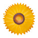 Charles Viancin Sunflower Lid 11"
