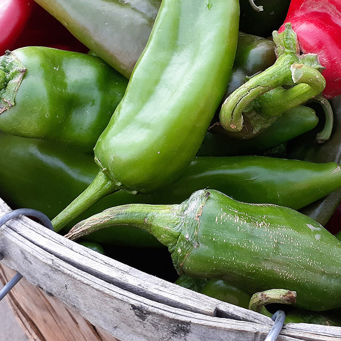 Green Chile Fest Saturday, August 8 at 10 AM