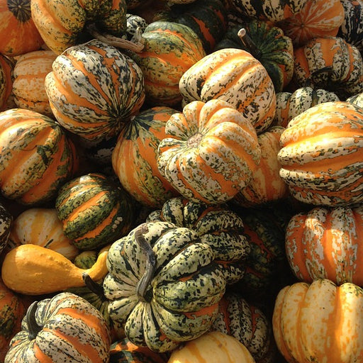 Home For The Veggie Holidays Tuesday, December 9 at 6 PM