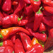 Red Chile Fest Saturday, October 10 at 10 AM